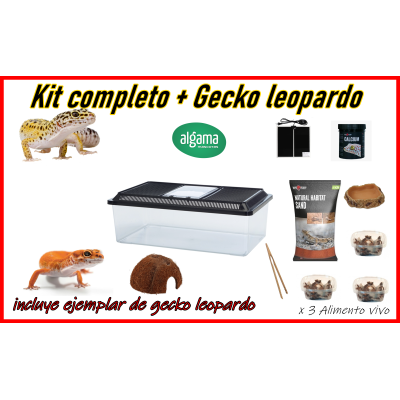 Kit completo + gecko leopardo